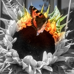 Schmetterling